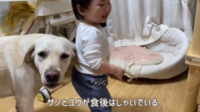 振り向く犬