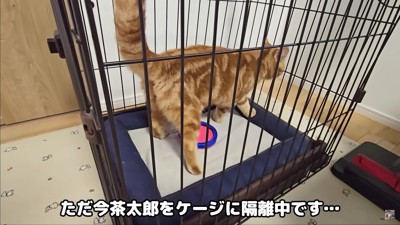 茶太郎ちゃんを隔離