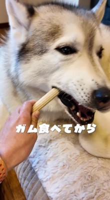 飼い主からおやつを貰うおじいちゃん犬