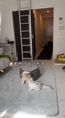 ペットハウスの中に頭を入れる犬