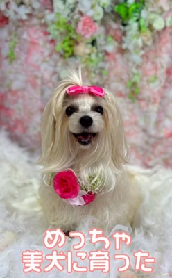 美犬になった茶々ちゃん