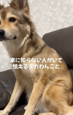 震える犬