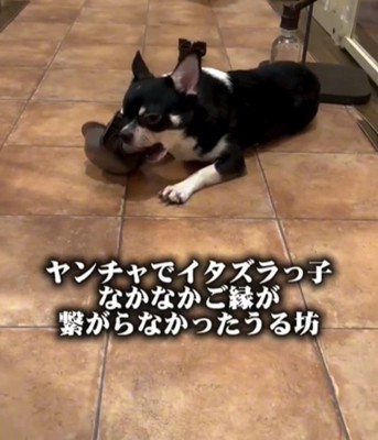 おもちゃで遊ぶ犬