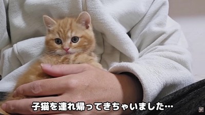 売れ残っていた子猫をお迎え