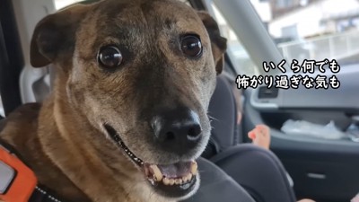 りゅうさんはビビりまくり!