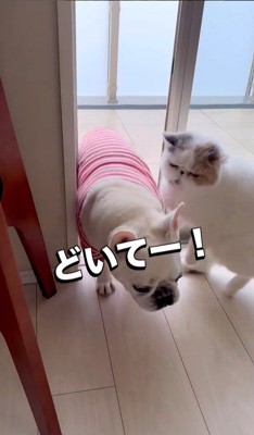 うどん君とあられちゃんの愉快なやり取り⑩