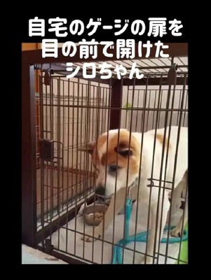 ケージも開けてしまう