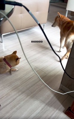 立ち去るあんずちゃん