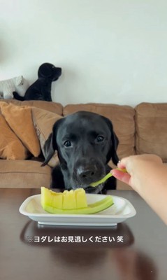 メロンを食べるポールくん