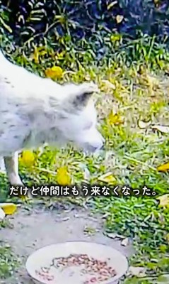 周りを見渡す犬