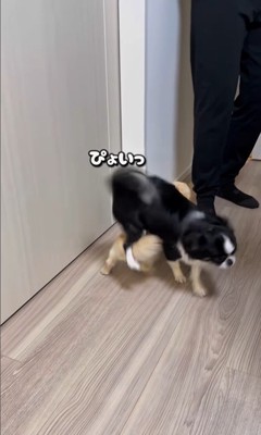 ママさん帰宅時のピノちゃん＆パルムちゃん3