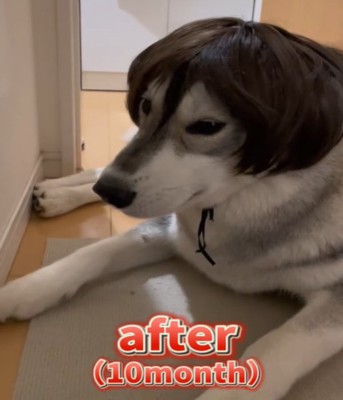 カツラを被る10カ月の犬4