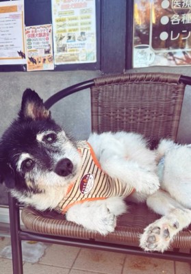 椅子に横たわるツナ君