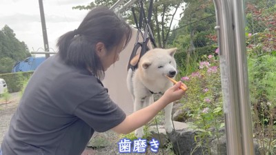 歯磨きまで出来た♪