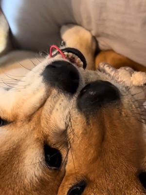 ブチギレ顔にクスッ