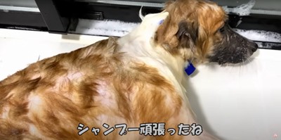 ぐったりと寝転がる濡れた中型犬