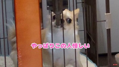 坊主頭に対するみるくちゃんの反応7