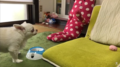 ドッキリに対するコハクくんの反応9