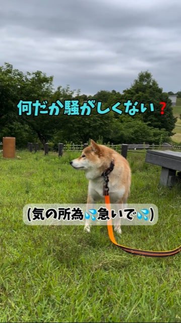 芝生でキョロキョロする柴犬