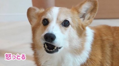 口元を歪めながらカメラを見つめる犬