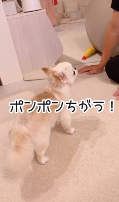 反論するうにちゃん