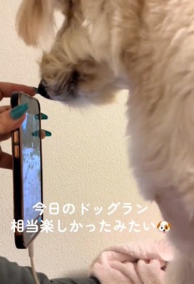 立つ犬
