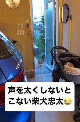 低い声に反応！？