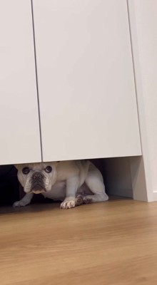 扉の下から飼い主を見つめる犬