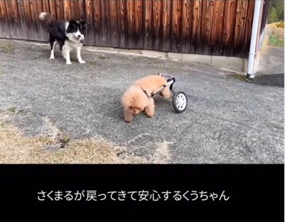 草むらを散策する犬
