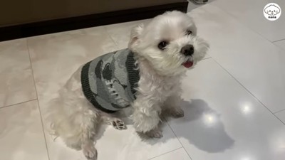 ナナくんとママさんのやり取り8