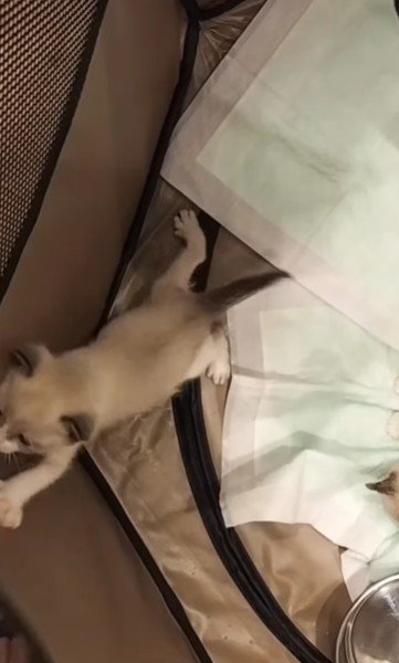 元気いっぱいな姿に安堵