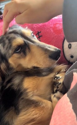 白目をむくどびぃちゃん