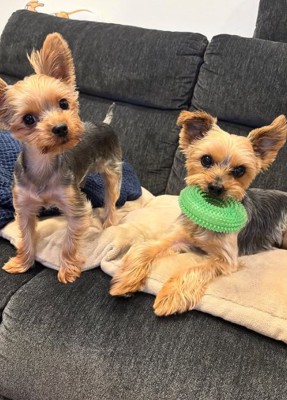 お風呂上がりの小型犬達