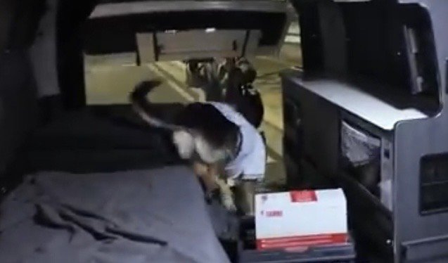 しっぽを振って近づく犬