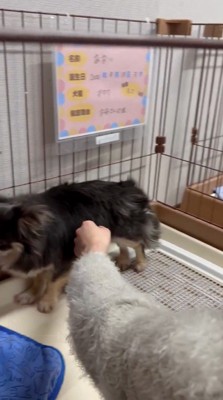 スタッフの手を避けるようにケージの奥へ行く犬