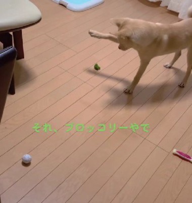 お茶目なわんごろうくんにキュン♡