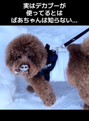 いっきゅう君がこっそり愛用