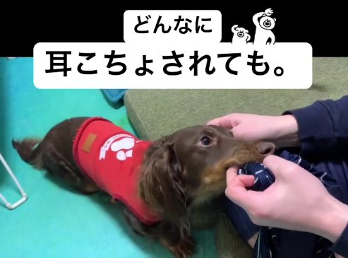 耳を触られる洗濯物を咥える小型犬