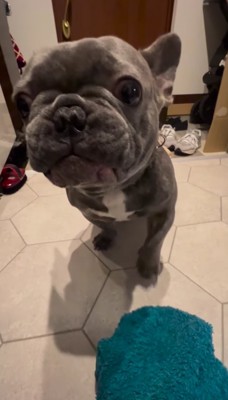 左前足を少し浮かせる犬