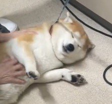 女性の獣医にお腹を撫でられて目を細める犬