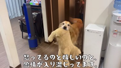 感情が入り混じるベンツくん