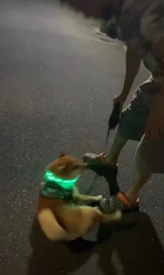 カンくんのお散歩拒否6