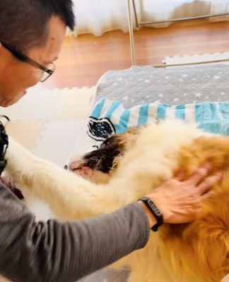 おてする超大型犬