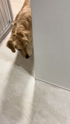 廊下の角から顔を出す犬