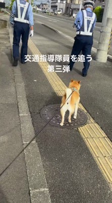 飼い主の後ろについて道を歩く犬