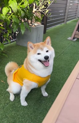 正面を見ている柴犬