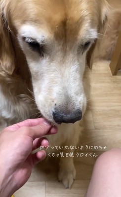 オヤツを食べたロイくん