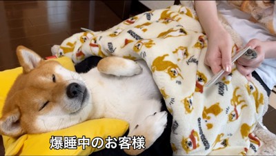 眠っている犬に爪ヤスリをかける飼い主