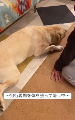 イタズラを隠そうとするらんらんちゃん