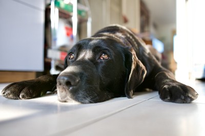 床に伏せている大型犬